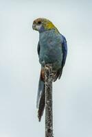 tête pâle Rosella dans Australie photo