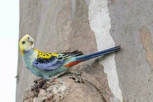 tête pâle Rosella dans Australie photo