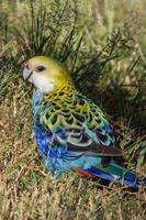 tête pâle Rosella dans Australie photo