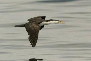 pie cormoran dans Australie photo