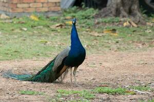Indien paon des oiseaux photo