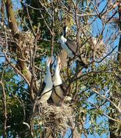 pie cormoran dans Australie photo