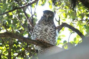 puissant hibou dans Australie photo