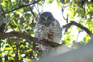 puissant hibou dans Australie photo