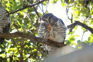 puissant hibou dans Australie photo