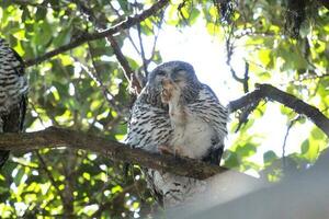 puissant hibou dans Australie photo