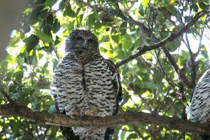 puissant hibou dans Australie photo