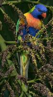 Loriquet arc-en-ciel en Australie photo