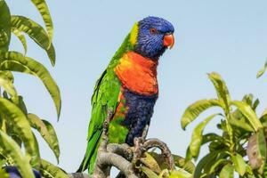 Loriquet arc-en-ciel en Australie photo