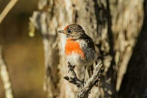 à tête rouge Robin dans Australie photo