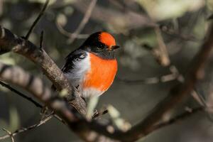 à tête rouge Robin dans Australie photo