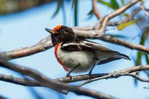 à tête rouge Robin dans Australie photo