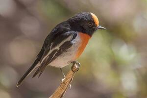 à tête rouge Robin dans Australie photo