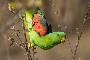 à ailes rouges perroquet dans Australie photo