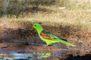 à ailes rouges perroquet dans Australie photo