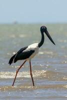 jabiru col noir cigogne photo