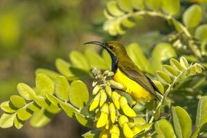 à dos d'olive sunbird dans Australie photo