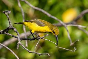 à dos d'olive sunbird dans Australie photo