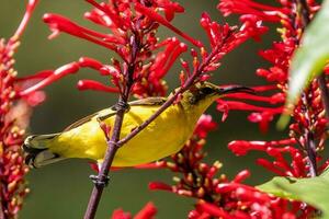 à dos d'olive sunbird dans Australie photo