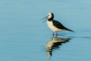 pie pilotis dans australasie photo