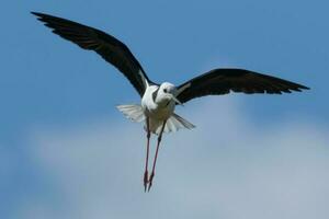 pie pilotis dans australasie photo