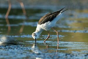 pie pilotis dans australasie photo