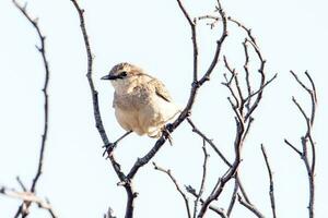 roux songlark dans Australie photo