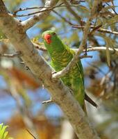 à poitrine écailleuse Lorikeet dans Australie photo