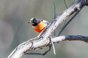 écarlate Robin dans Australie photo