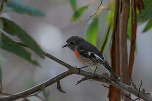 écarlate Robin dans Australie photo