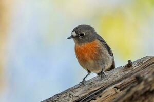 écarlate Robin dans Australie photo