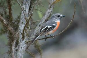 écarlate Robin dans Australie photo