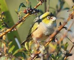 silvereye dans australasie photo