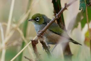 silvereye dans australasie photo