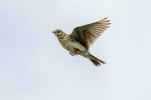 eurasien alouette oiseau photo