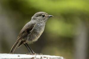 Sud île Robin dans Nouveau zélande photo