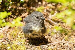 Sud île Robin dans Nouveau zélande photo