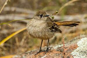 du sud frotter Robin photo