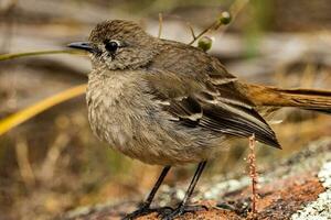 du sud frotter Robin photo