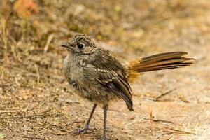 du sud frotter Robin photo