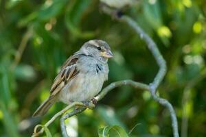 commun maison moineau photo