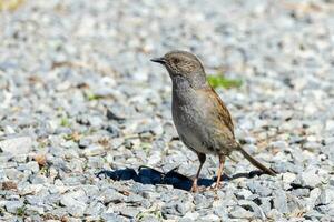 commun maison moineau photo