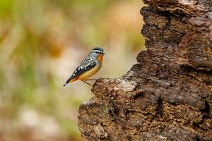 Pointé pardalote dans Australie photo