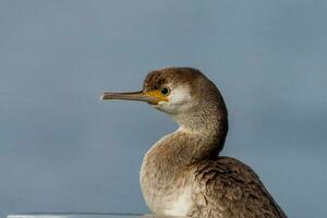 Pointé baiser dans Nouveau zélande photo