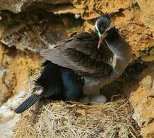 Pointé baiser dans Nouveau zélande photo