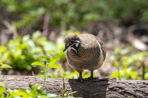 squatter Pigeon dans Australie photo