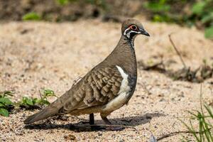 squatter Pigeon dans Australie photo