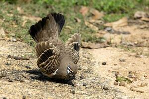 squatter Pigeon dans Australie photo