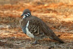 squatter Pigeon dans Australie photo