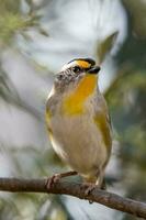 strié pardalote dans Australie photo